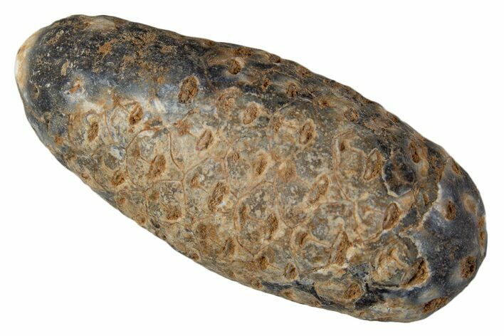 Fossil Cycadophyte Seed Cone - Boujdour, Morocco #339325